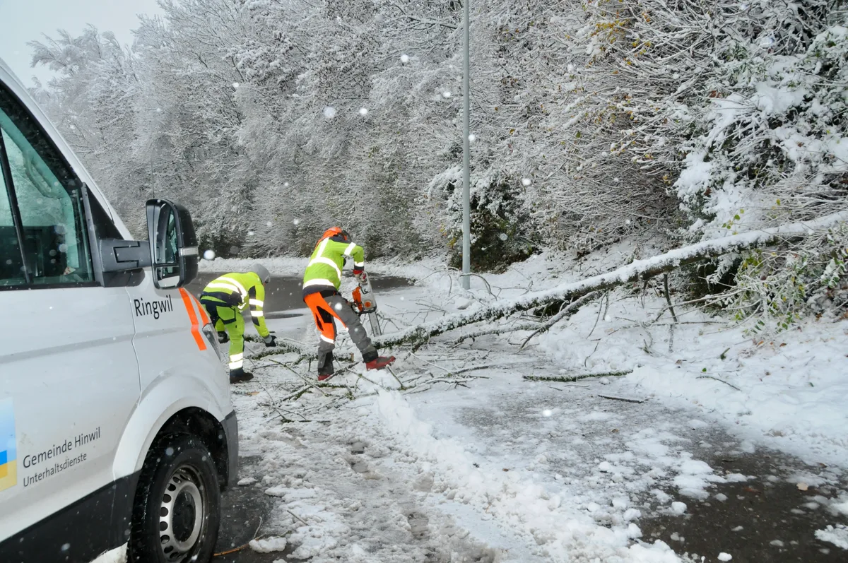 Man sieht zwei Männer, wie sie einen umgefallenen Baum bearbeiten.